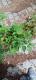Solanum americanum