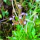 Verbena bonariensis