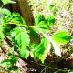 Pavonia sepium