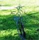 Solanum glaucophyllum
