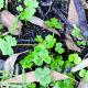 Hydrocotyle ranunculoides