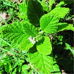 Foto Borraja Cimarroma