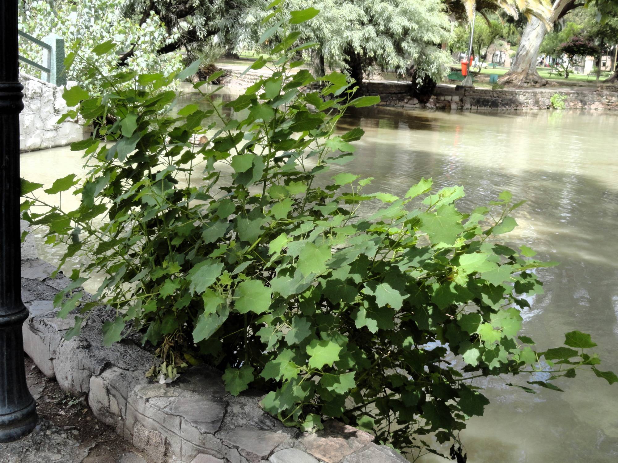 Foto Parra Del Monte