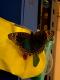 Junonia genoveva