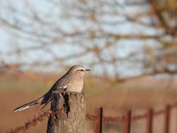 Photo Calandria Mora
