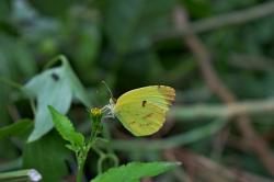 Foto Limoncito Común