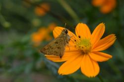 Foto Saltarina Amarilla