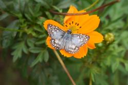 Foto Ajedrezada Común