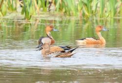 Photo Sirirí Colorado