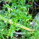 Galianthe brasiliensis