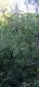 Sapium haematospermum