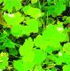 Modiolastrum malvifolium