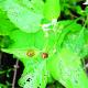 Solanum chenopodioides