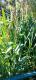 Echinochloa colona