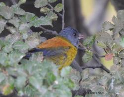 Photo Comesebo Patagónico