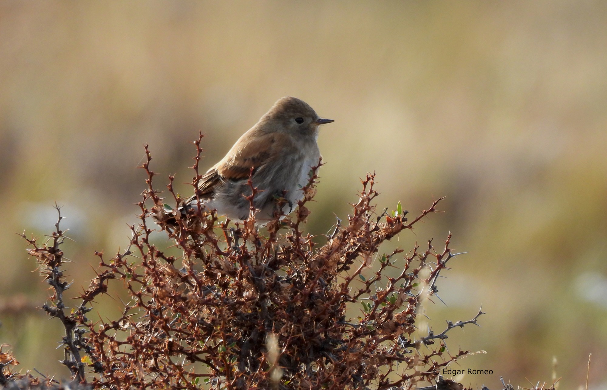 Foto Sobrepuesto Común