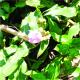 Tripogandra diuretica