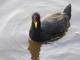  (Fulica rufifrons)