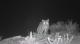Andean Mountain Cat ()
