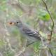  (Elaenia albiceps)