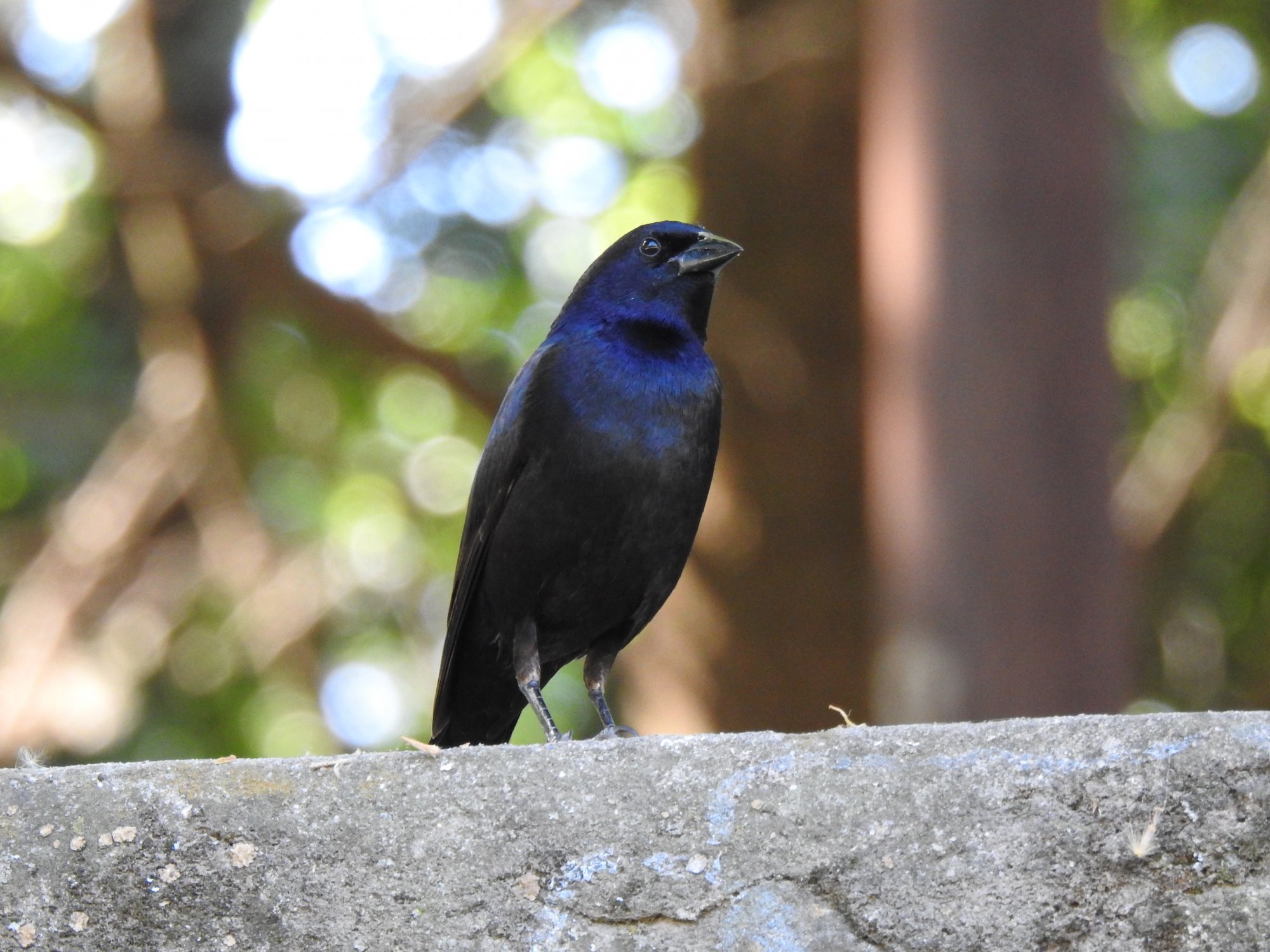 Foto Tordo Renegrido