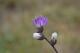 Vernonia incana