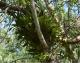 Gomesa bifolia