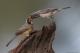  (Saltator aurantiirostris)
