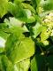 Mikania cordifolia