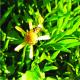 Senecio madagascariensis