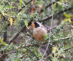 Photo Pepitero de Collar