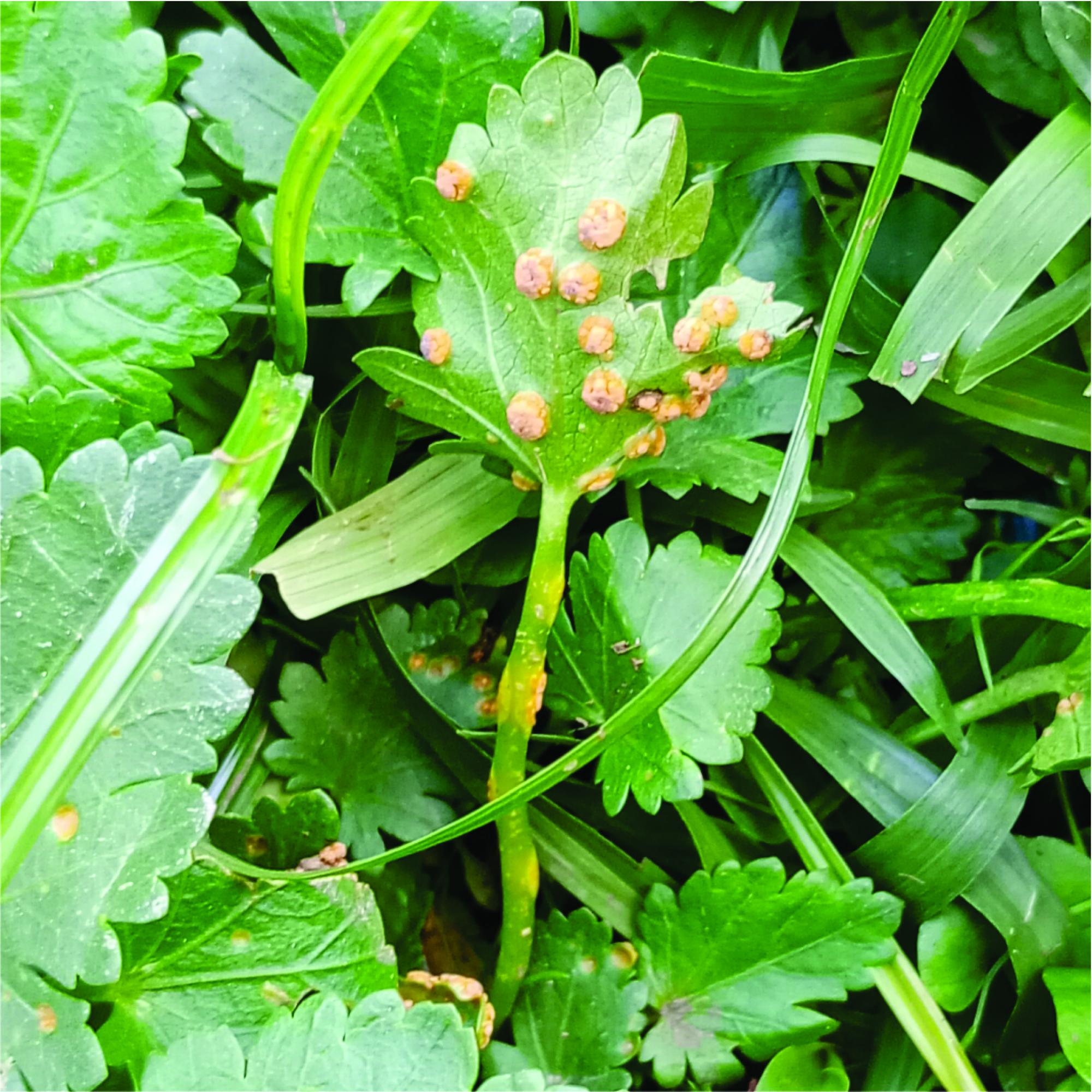 Puccinia&nbsp;malvacearum