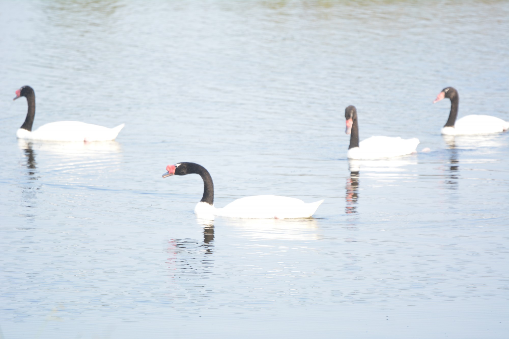 Photo Cisne Cuello Negro