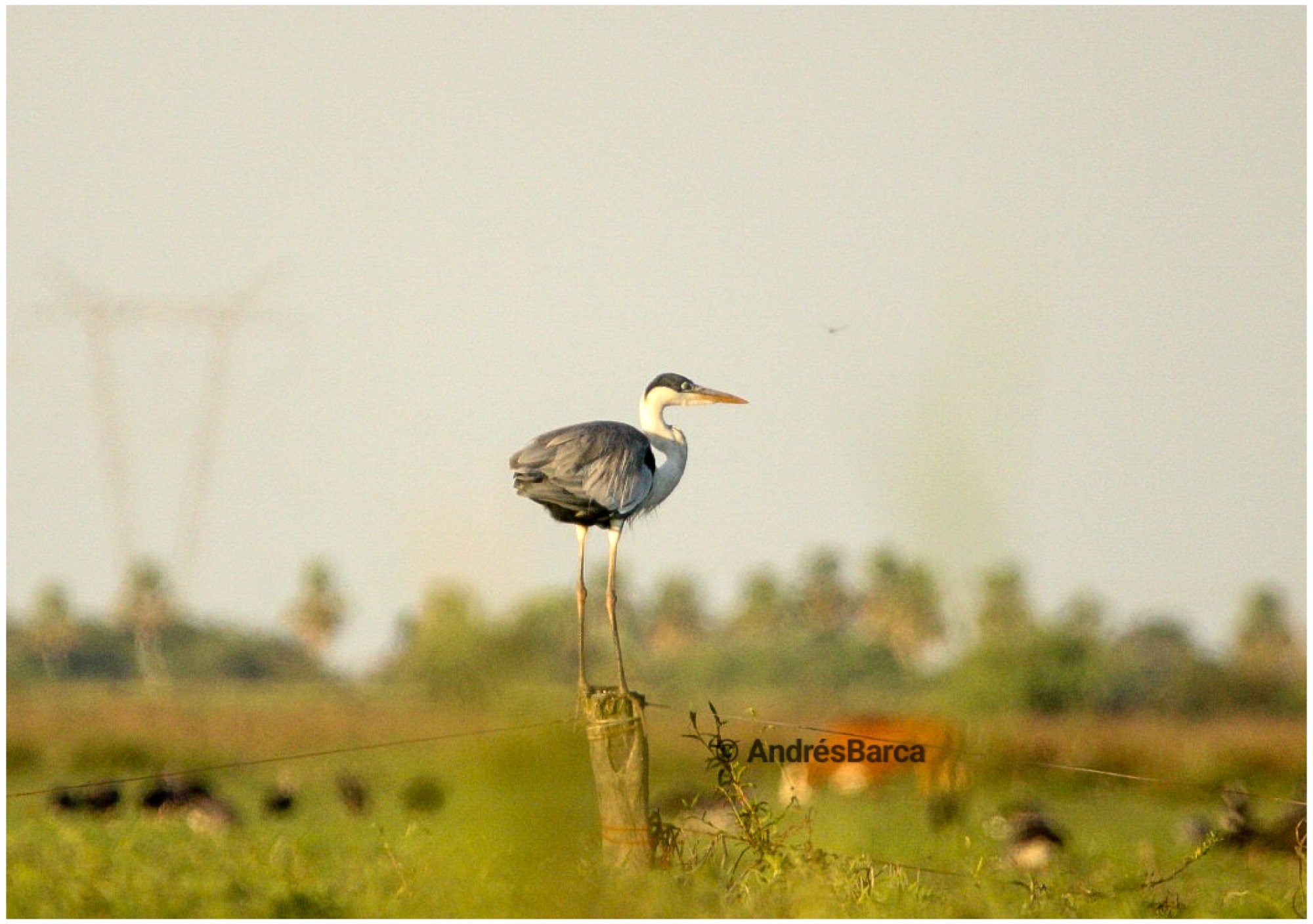 Photo Garza Mora