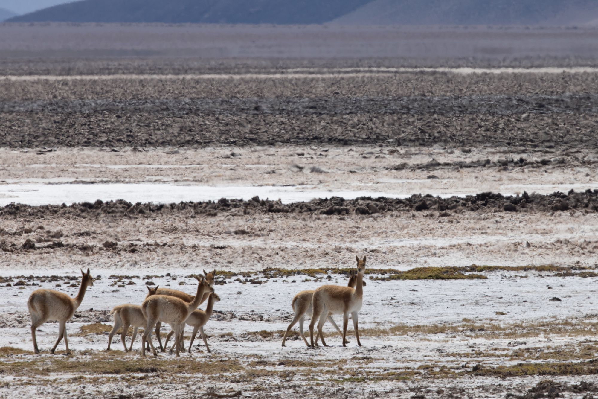 Photo Vicuña
