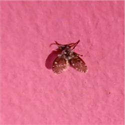 Foto Mosca de la Humedad 