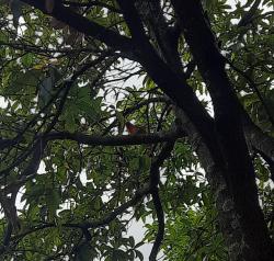 Foto Tangara Veranera