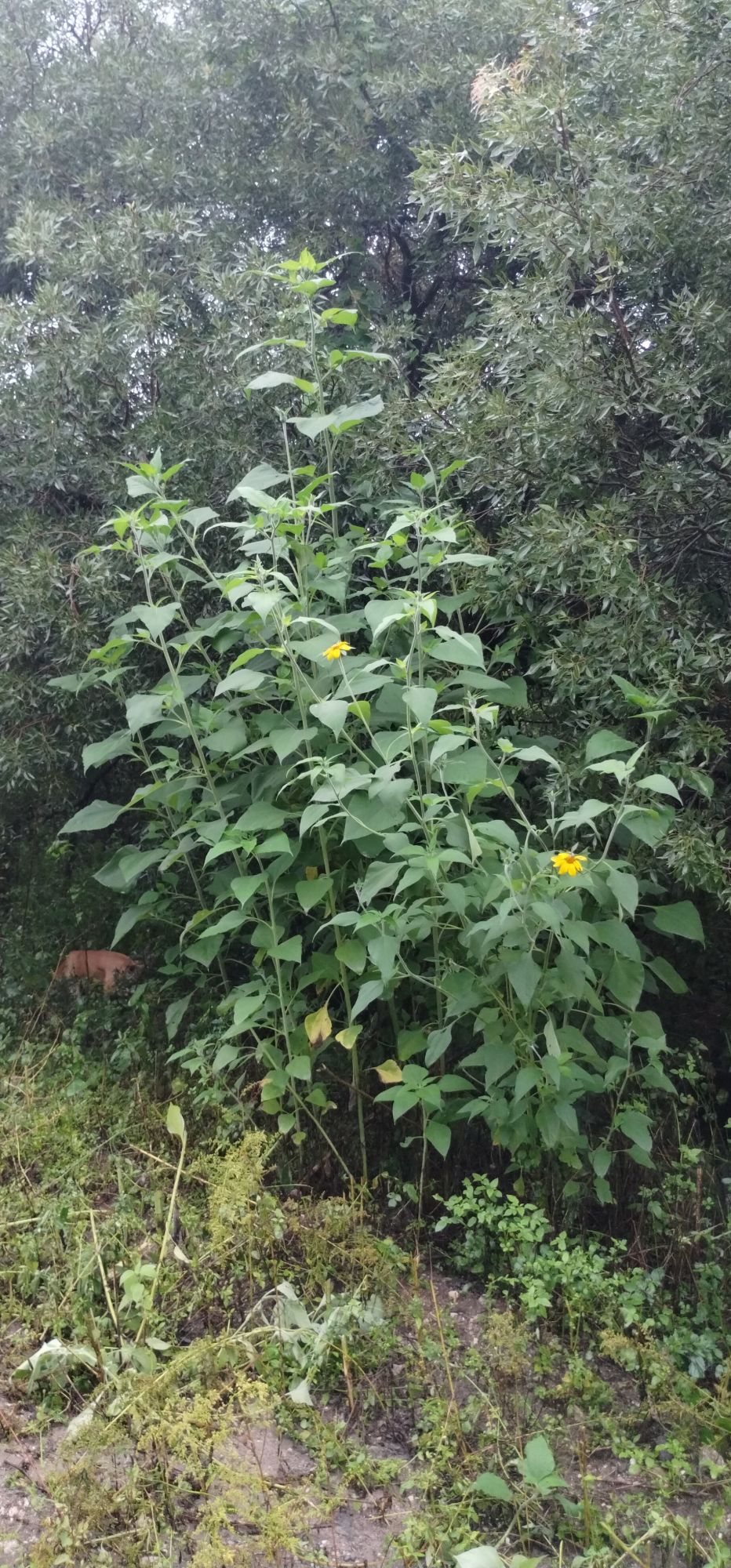 Tithonia&nbsp;tubaeformis