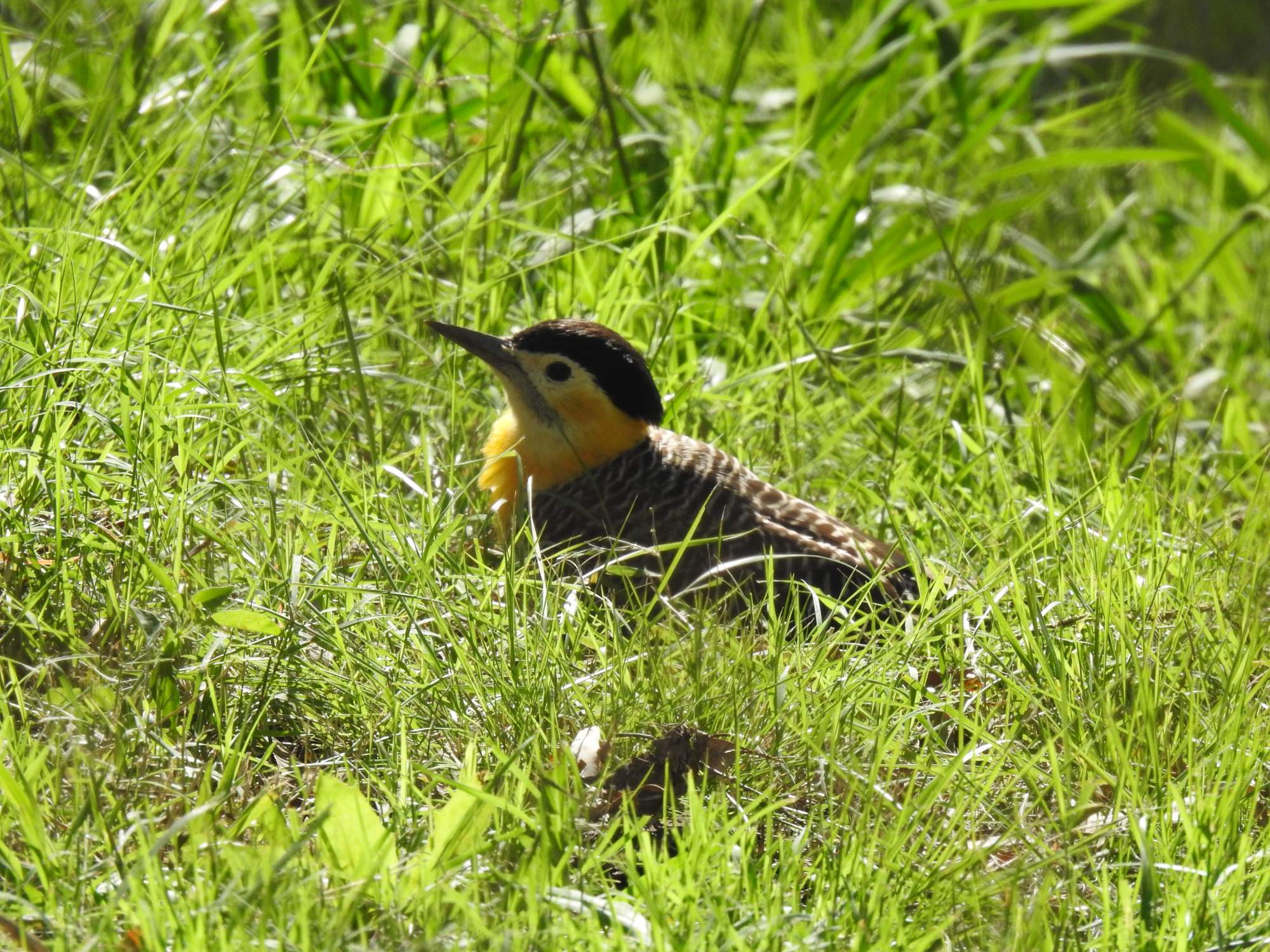 Foto Carpintero Campestre