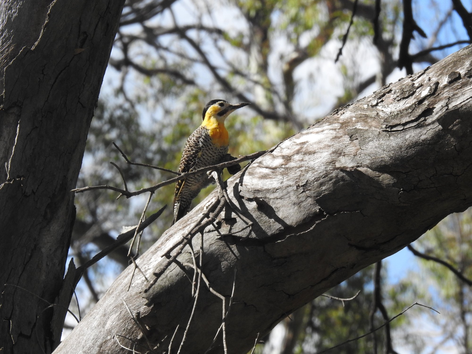 Foto Carpintero Campestre