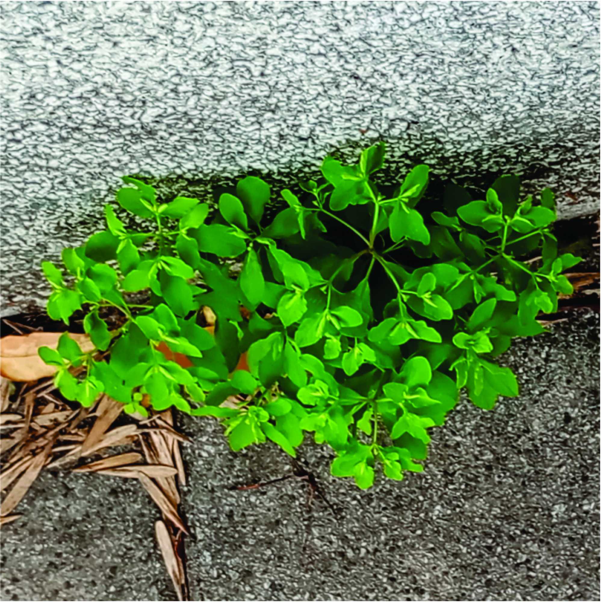 Foto Petty Spurge