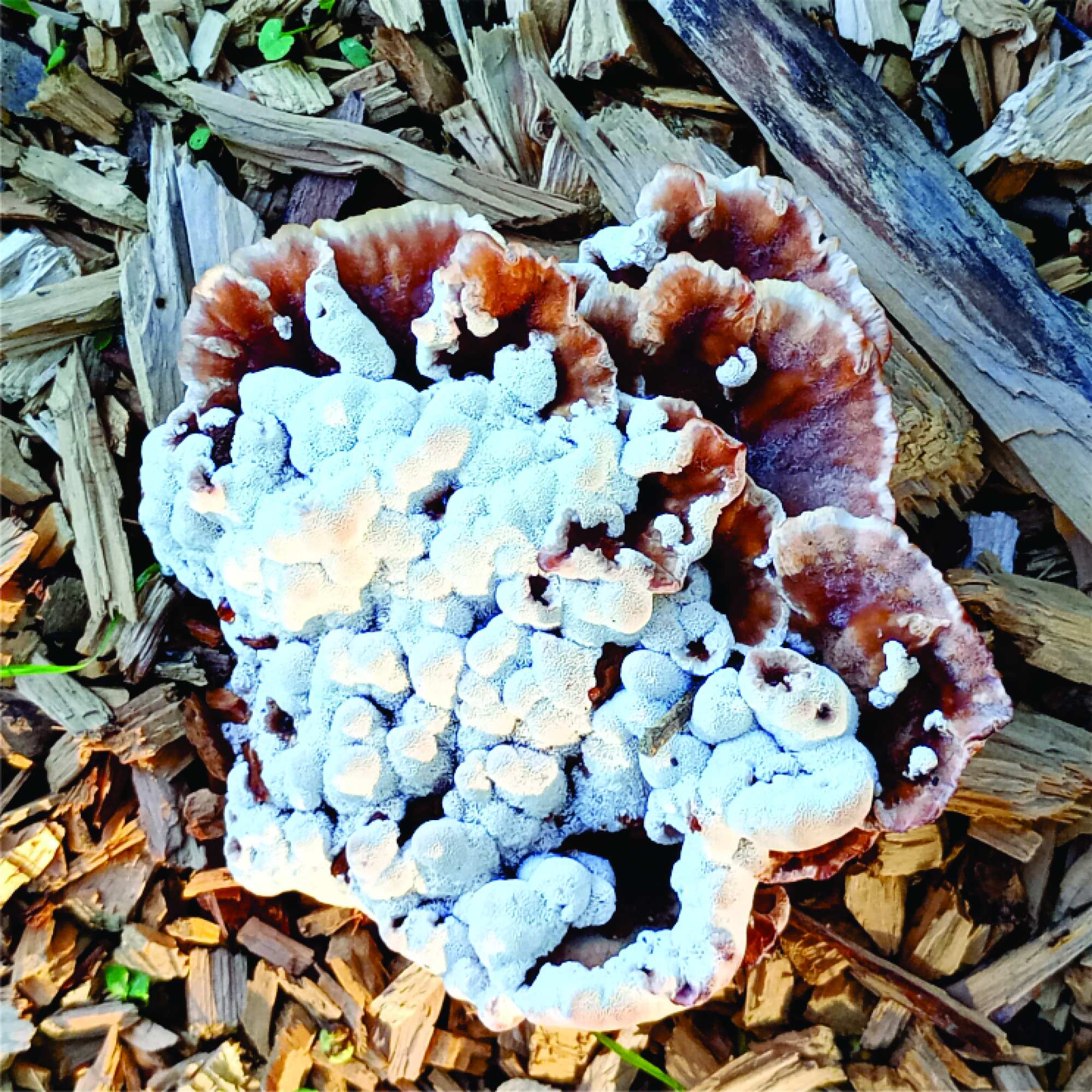  (Abortiporus biennis)