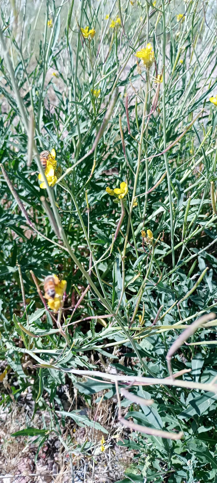 Foto Flor Amarillo