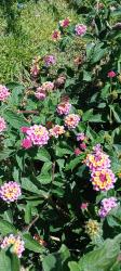 Foto Lantana