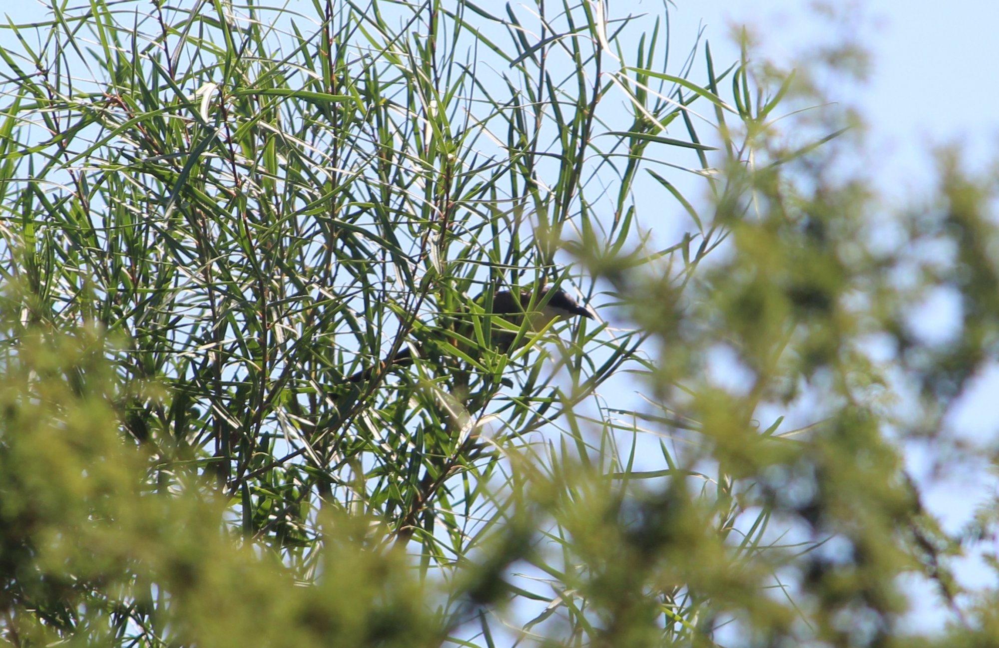 Photo Cuclillo Canela