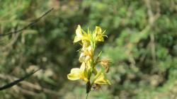 Foto Achira Amarilla