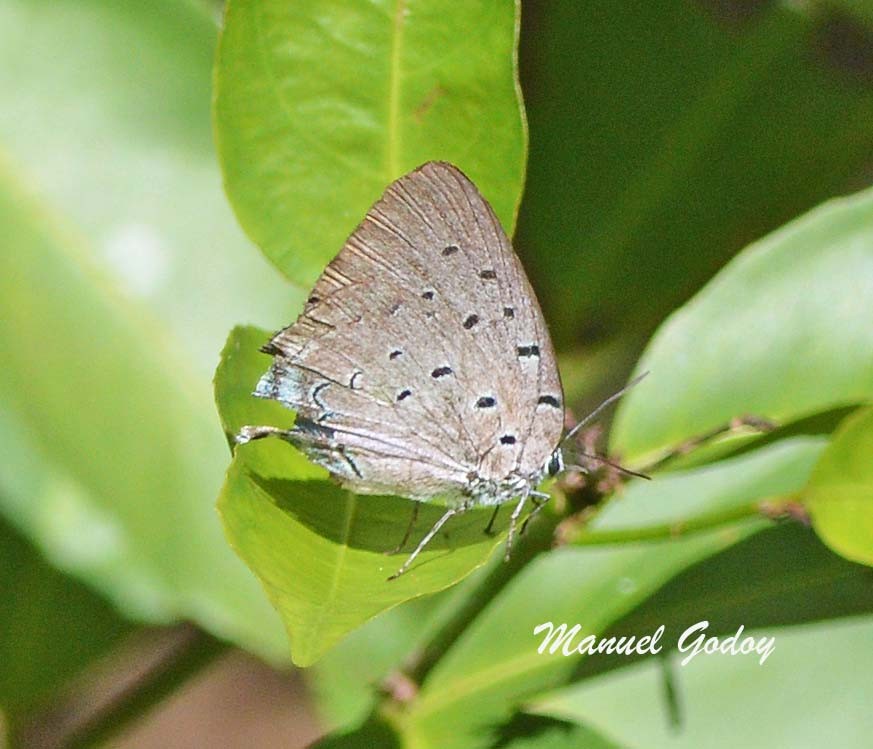 Photo Marsias