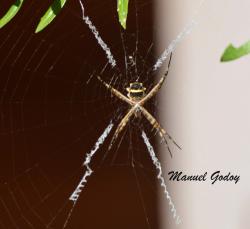 Foto Araña Plateada De Jardín