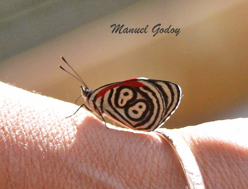 Diaethria&nbsp;anna
