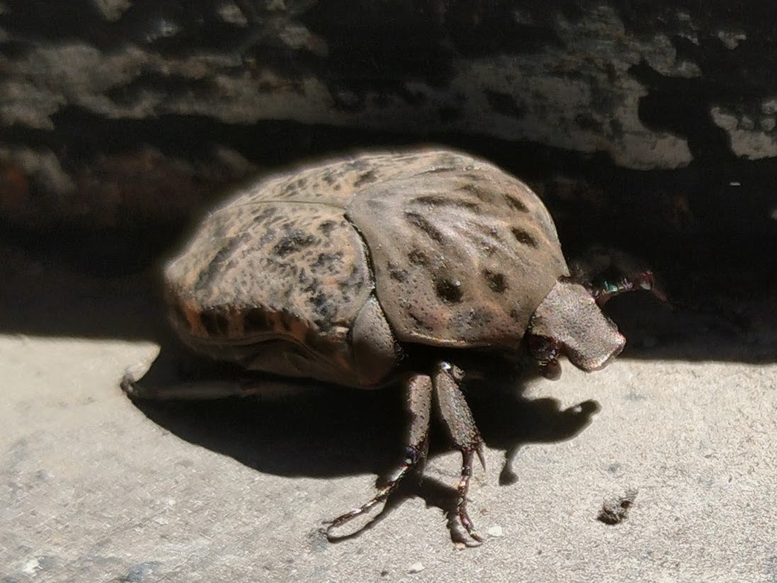 Gymnetis&nbsp;chalcipes